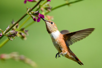 Fototapeta na wymiar Rufous Hummingbird
