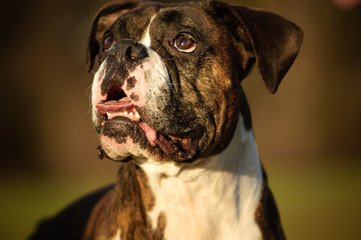 Boxer dog outdoor portrait closeup looking up