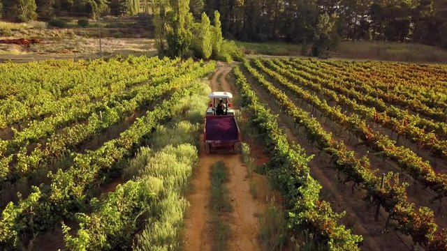 Drone Or Aerial Footage Of Vineyard / Wine Farm On The Hills Of Stellenbosch Outside Cape Town South Africa.