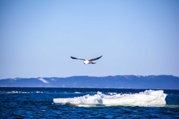 Seagull in flight