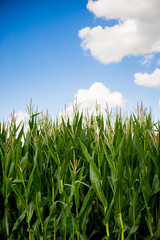 Summer field corn