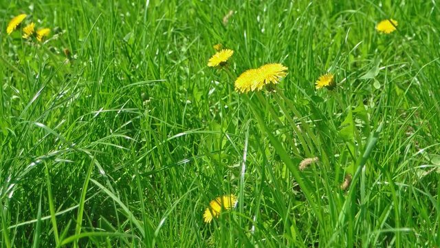Dandelions in the fresh green grass of spring meadow. Yellow dandelion flowers on background of green grass moving on wind, handheld video.