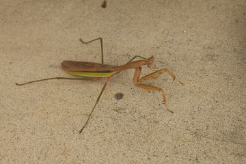 Prey mantis