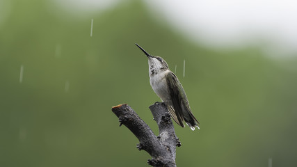 Grounded by the Weather