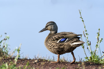 Mallard duck portrait