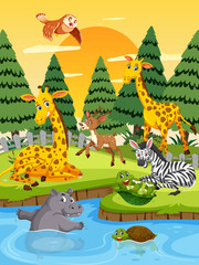 Wild animals at sunset