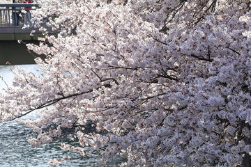 大岡川の桜
