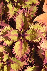 coleus plant top view summer foliage colors