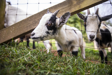 Obraz premium Baby Goats Peeking through Fence