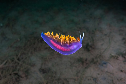 Swimming Spanish Shawl Carrying Eggs