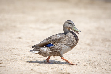 Duck Walking on Sand