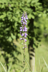 Obraz premium Violet flowers of field bells on a long stalk (Campanula bononiensis)
