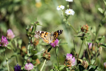 Сolorful butterfly - painted lady. Orange butterfly with black and white spots collects nectar from a clover flower (Vanessa cardui)