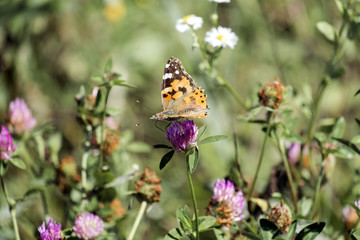 Сolorful butterfly - painted lady. Orange butterfly with black and white spots collects nectar from a clover flower (Vanessa cardui)