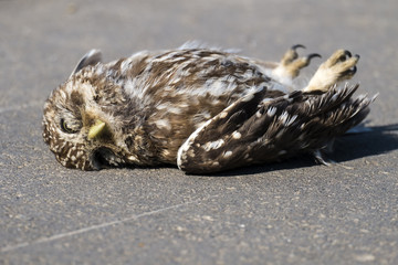 Obraz premium Dead little owl lies on the asphalt (Athene noctua)
