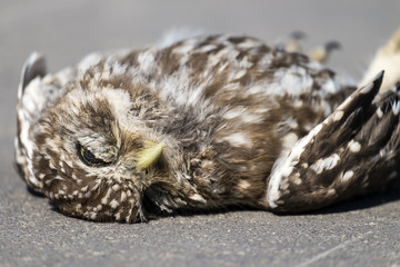 Dead little owl lies on the asphalt (Athene noctua)