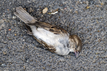Dead sparrow lies on the asphalt
