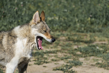 Dog from the genus of wolves choking on laughter or just yawns