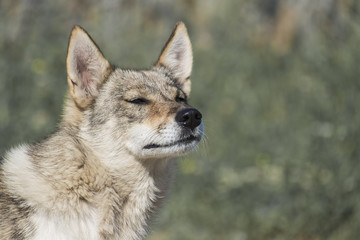 Naklejka na ściany i meble Dog from the genus of wolves enjoys the fresh air