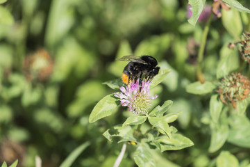 Large red-tailed bumblebee extracts pollen from a clover flower (Bombus lapidarius)