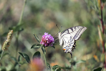 Old World swallowtail collecting nectar from a red clover flower (Papilio machaon)
