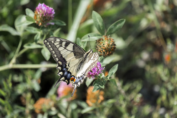 Old World swallowtail collecting nectar from a red clover flower (Papilio machaon)