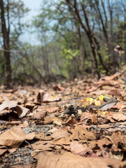 Ob Luang National Park, Thailand