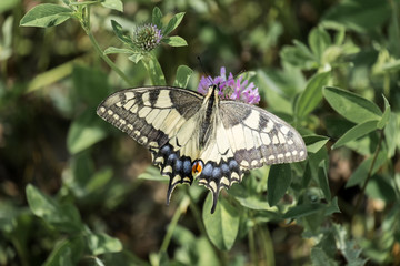 Obraz premium Old World swallowtail collecting nectar from a red clover flower (Papilio machaon)