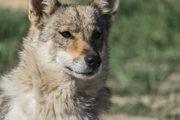 Naklejka na ściany i meble Portrait of a dog from the genus of wolves