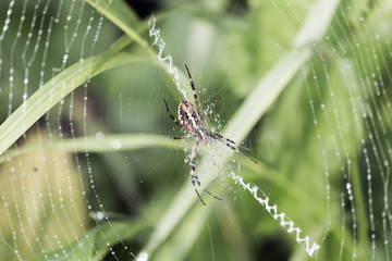 Wasp spider sits in a circular web and dew drops on filaments (Argiope bruennichi)