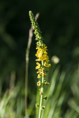 Yellow inflorescence of common agrimony (Agrimonia eupatoria)