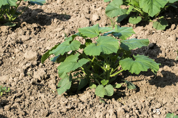 Young shoot zucchini grows on earth (courgette)