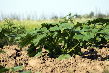 Fototapeta na wymiar Young shoot zucchini grows on earth (courgette)
