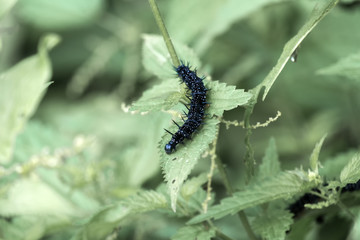Caterpillar of the peacock butterfly crawls along the nettle leaf (Aglais io)