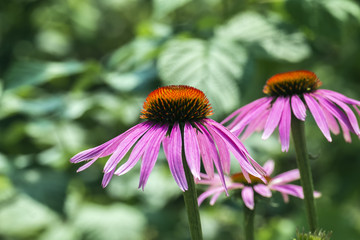 Flowers of purple coneflower (Echinacea purpurea)