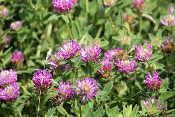 Obraz premium Kwiaty koniczyny czerwonej na łące (Trifolium pratense)