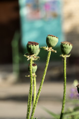 Green seed capsule of decorative poppy
