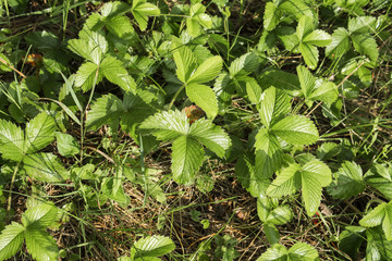 Green leaves of wild strawberry with rain drops