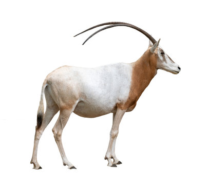 scimitar horned oryx isolated