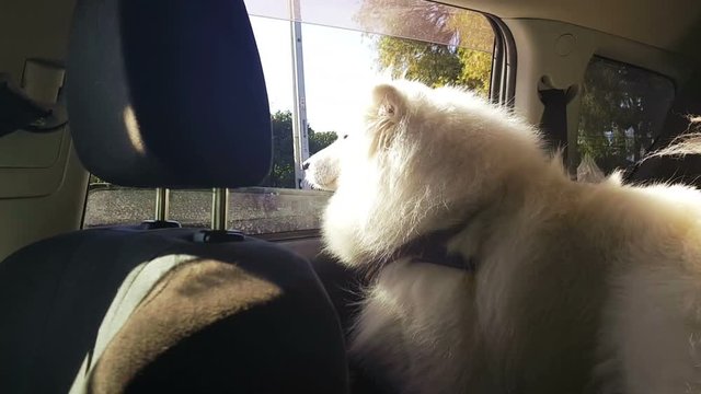 White Fluffy Samoyed in a car waiting for his window to be put down so he can stick his head out