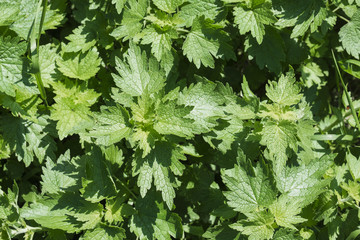 Leaves of the motherwort. Green background with young leaves of motherwort (Leonurus cardiaca)