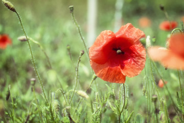 Red poppy flower in a field (Papaver rhoeas)