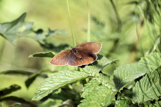 Euarthropoda Bilder Durchsuchen 281 Archivfotos, und