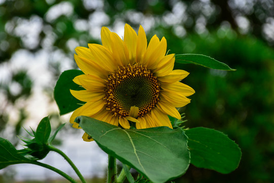  Solitary sunflower in Colombia