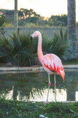 flamingo