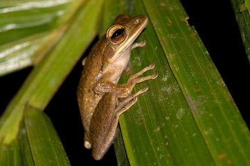 Frog - Khao Sok N.P.