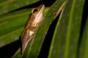 Frog - Khao Sok N.P.