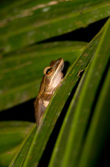 Frog - Khao Sok N.P.