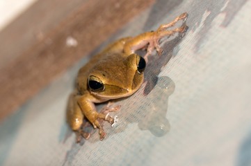 Frog - Khao Sok N.P.