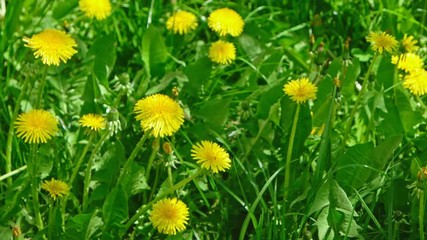 Closeup shot of Taraxacum campylodes field, yellow flower of young dandellion in lush grass moving on wind low angle natural color grading